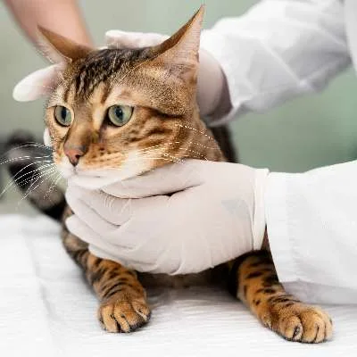 ทำหมันแมว เพศเมีย
